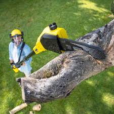 West Modesto, CA Tree Removal and Landscaping Services Company